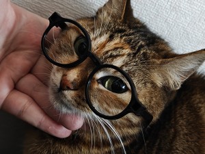 我们画室有猫 