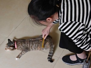 老师在玩猫 